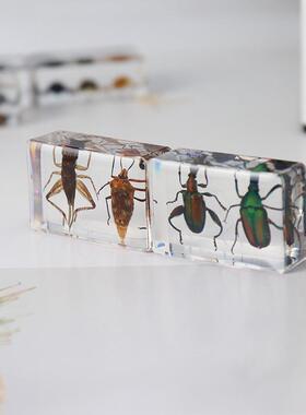 真昆虫书镇甲虫金龟瓢虫桌面摆件树脂高清透明工艺品儿童教具