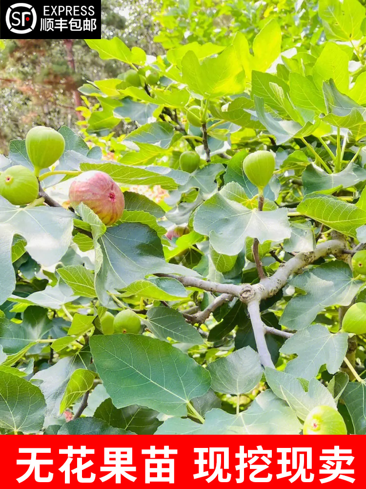 无花果树果苗盆栽地四季种植特大波姬红当年结果南北方无花果树苗 - 图2