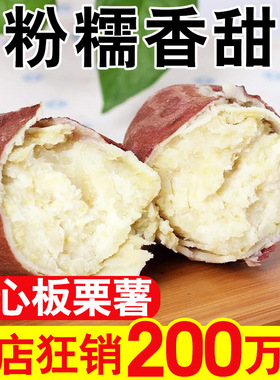 分装瓶收纳罐高品质正宗白心红薯新鲜农家红皮板栗薯番薯地瓜粉糯