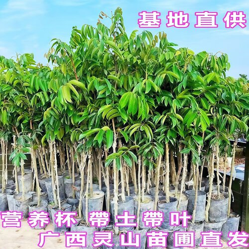 甜橄榄树树苗嫁接三棱脆甜青橄榄苗四季盆栽地栽带土带叶当年结果 - 图3