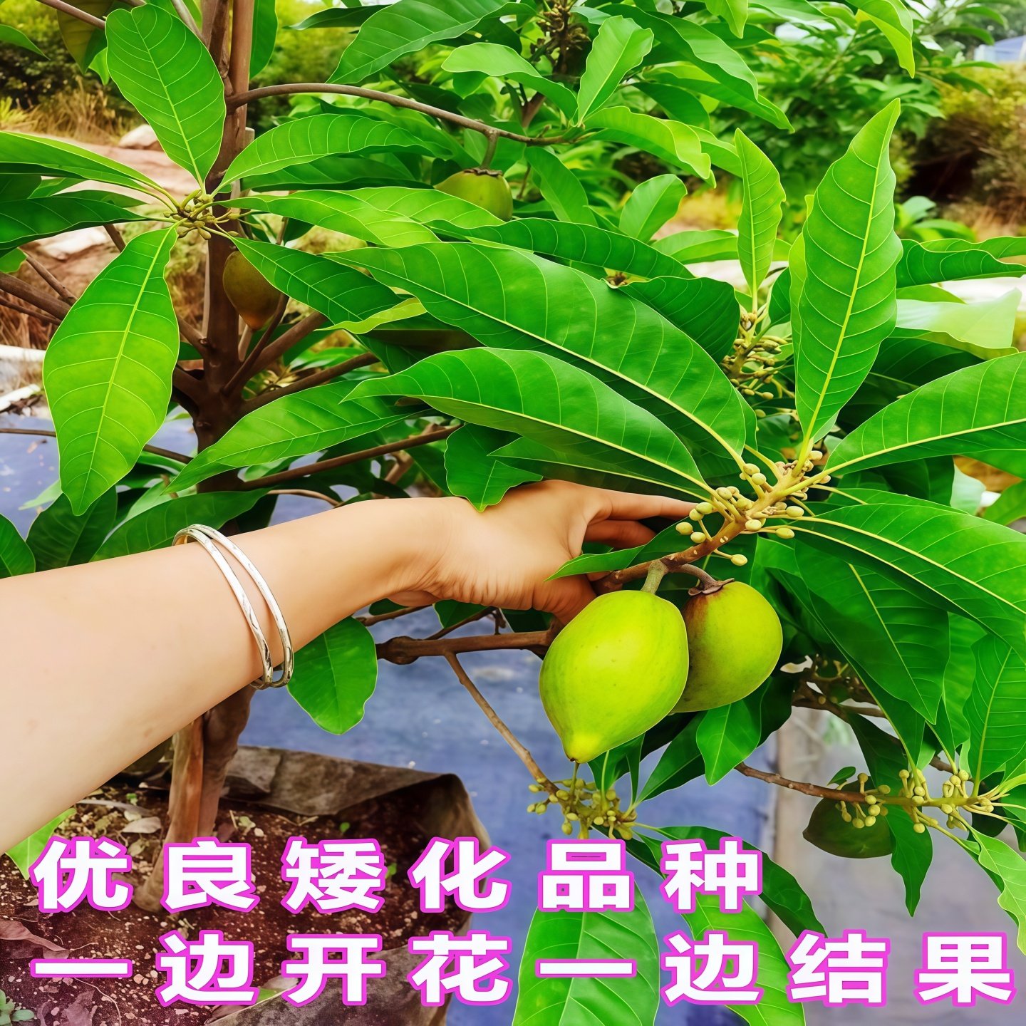 特大耀堂仙桃苗嫁接木瓜仙桃鸡蛋果苗南方盆栽地四季结果蛋黄果苗,淘宝优惠券,粉丝福利购,淘宝优惠卷