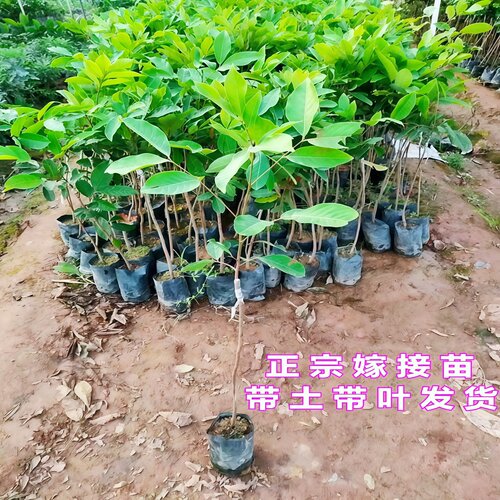 红毛丹树苗嫁接双季海南保亭七号红毛丹树苗南方盆栽地栽当年结果 - 图2