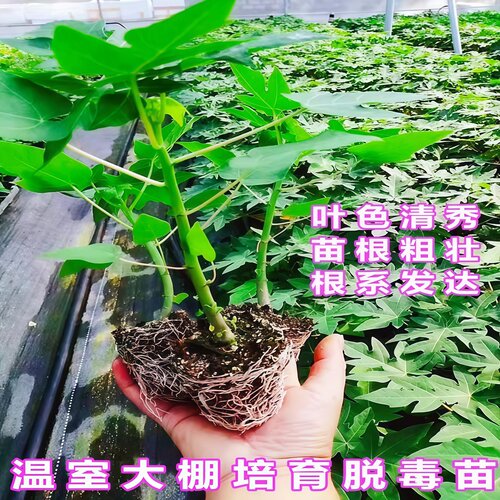 水果木瓜苗矮化冰糖红心木瓜苗四季庭院盆地裁当年结果青木瓜树苗 - 图2
