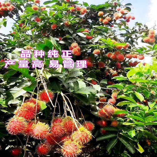 红毛丹树苗嫁接双季海南保亭七号红毛丹树苗南方盆栽地栽当年结果 - 图0