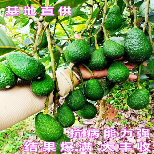 牛油果苗当年结果牛油嫁接苗南北方庭院种植盆栽地栽哈斯牛油果苗 - 图0