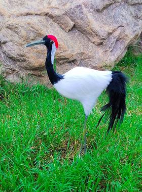 彷真丹顶鹤仙鹤摆件羽毛创意工艺品田园美陈家居橱窗盆景装饰手工