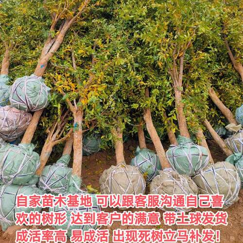 特大石榴树树苗新品种突尼斯软籽无籽石榴苗盆栽地栽庭院种植果树 - 图2