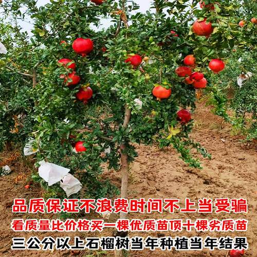 特大石榴树树苗新品种突尼斯软籽无籽石榴苗盆栽地栽庭院种植果树 - 图3