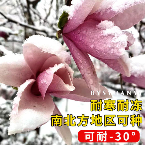 玉兰花树苗带花苞紫玉兰矮化盆栽南北方种植庭院四季花卉耐寒植物 - 图3
