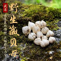 Hidden in wild Tibetan fritillary Tibet Linzhi Altitude 4500 meters above sea level Non-Sichuan fritillary Chinese herbal medicine 50 gr New goods
