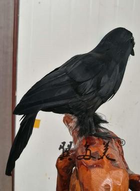 魔术具道仿复黑色乌鸦活节万25584圣乌道具鸦家居用品装真饰拍摄