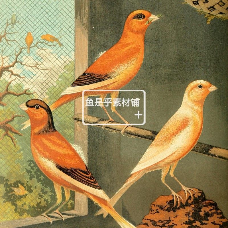 英国复古飞禽鸟类动物鹦鹉金丝雀写生装饰参考临摹插画素材图片,淘宝优惠券,粉丝福利购,淘宝优惠卷