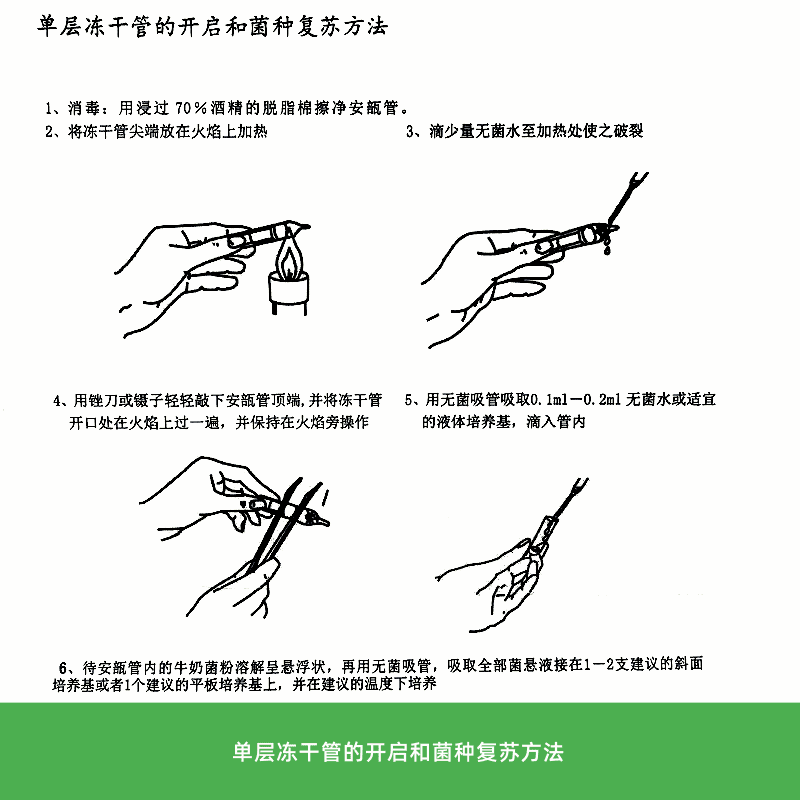 德尔布有孢圆酵母冻干粉菌种0代菌种CICC1004酿造啤酒CICC1004| - 图0