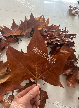 橱窗落叶布景广告拍摄落叶婚礼落叶标本树叶干花树叶装饰叶子天然