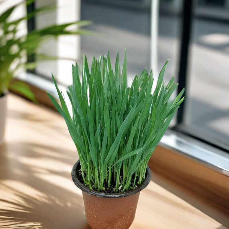 猫草已长好盆栽已种好小麦种子水培化毛球片幼猫咪零食去毛球用品,淘宝优惠券,粉丝福利购,淘宝优惠卷