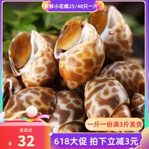 Sea Catch Fresh Sand-free Small Flower Snail Iced Fresh Seafood Aquatic small Dongfeng snail Living Little Pig Snails South Wind Spio Snail