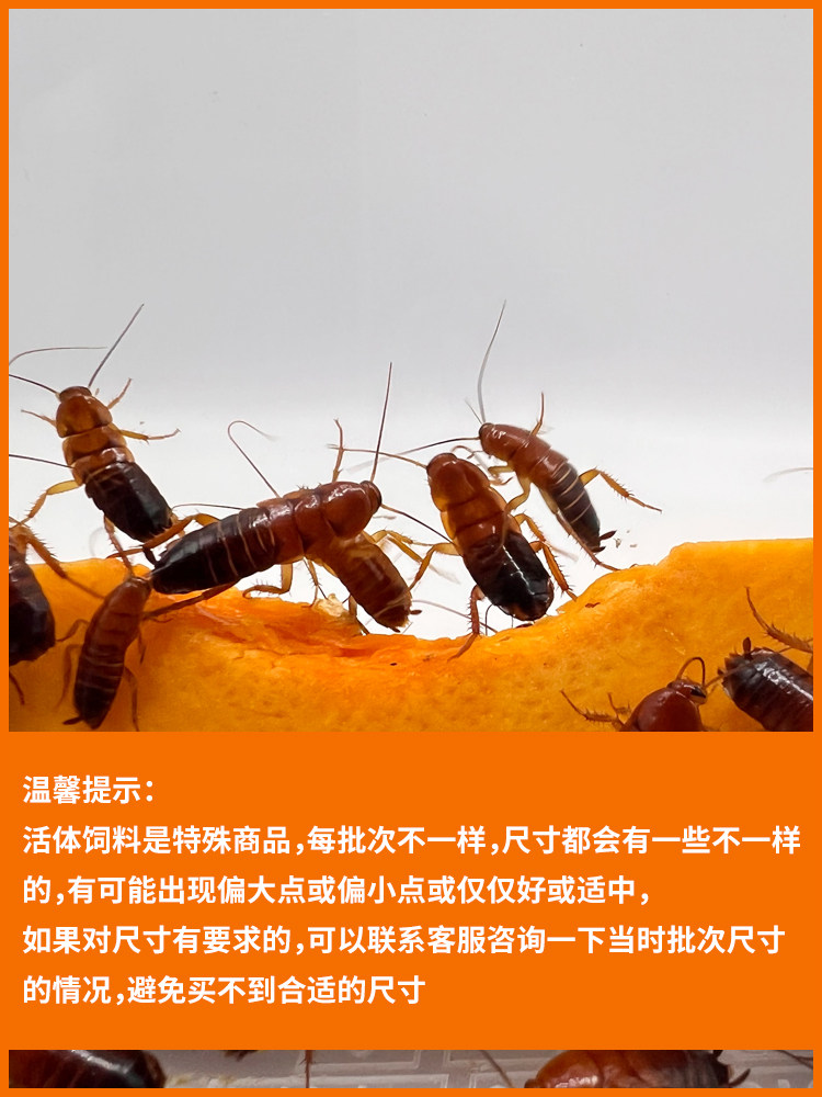 樱桃蟑螂活体饲料樱桃红蟑螂幼体活虫爬宠爬虫鸣虫食物守宫金龙鱼,淘宝优惠券,粉丝福利购,淘宝优惠卷