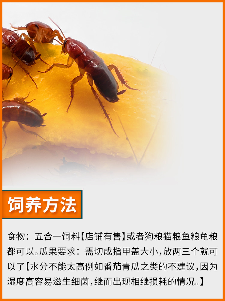 樱桃蟑螂活体饲料樱桃红蟑螂幼体活虫爬宠爬虫鸣虫食物守宫金龙鱼,淘宝优惠券,粉丝福利购,淘宝优惠卷