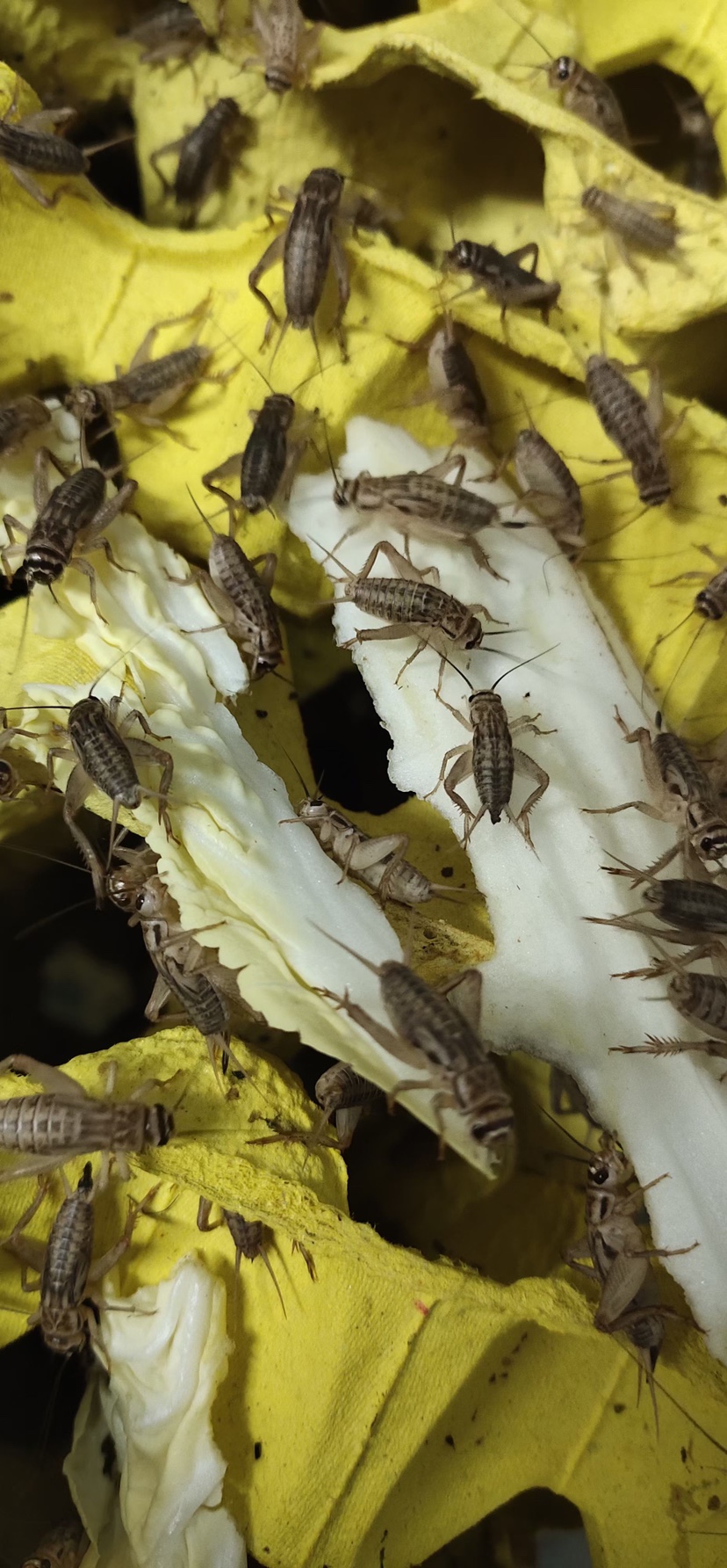 白蟋蟀蛐蛐针头油葫芦活体宠物树蛙蜘蛛蝎子蚂蚁食物鸟鱼活虫饲料 - 图3