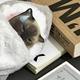 Turtle high-end cute green and red storage bag Korean version hot cartoon primary school student pencil case plush book pencil bag