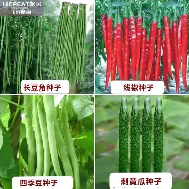 100种开春季春蔬菜子茄角套丝瓜黄瓜辣椒HICR餐EAT豆蔬玉种米子农 - 图2