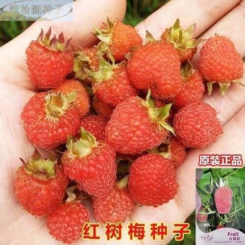 子四季红树莓耐热耐冻种覆盆子子乌泡室内阳台可盆黑栽酸甜树莓 - 图0