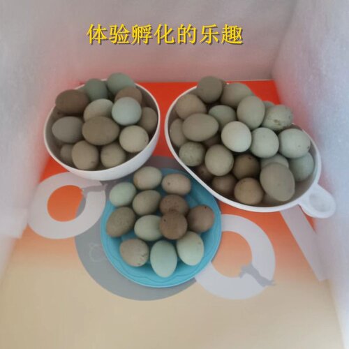 宠物鸡种蛋网红鸡受精蛋可孵化迷你蛋鹌鹑受精卵德系礼服瓦灰纯白 - 图2