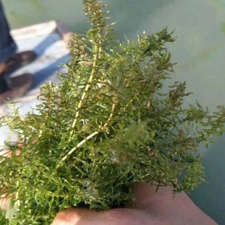 鱼塘水草种子伊乐藻轮叶黑藻养殖小龙虾鱼蟹专用净化水质水草籽