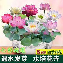 Seven Colorful Bowls Lotus with open water Cultivating The Sleeping Lotus Seed All Season Without Earth Hydroponic Fish Fish Tank Built with View Balcony Basin