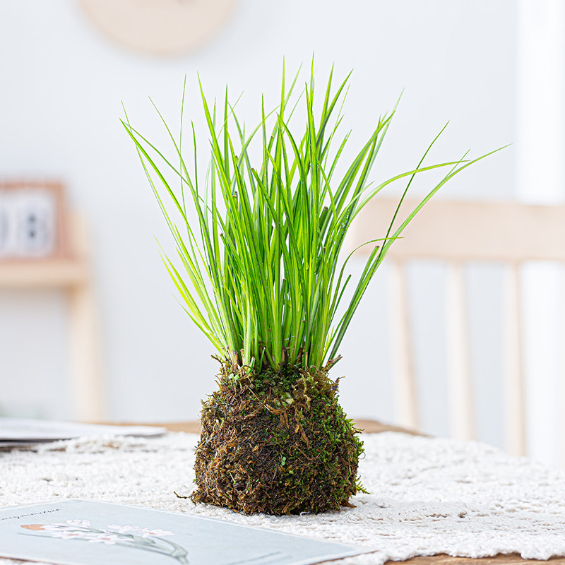苔藓球小盆栽水培植物茶几桌面盆景迷你小盆栽办公室内文竹菖蒲,淘宝优惠券,粉丝福利购,淘宝优惠卷