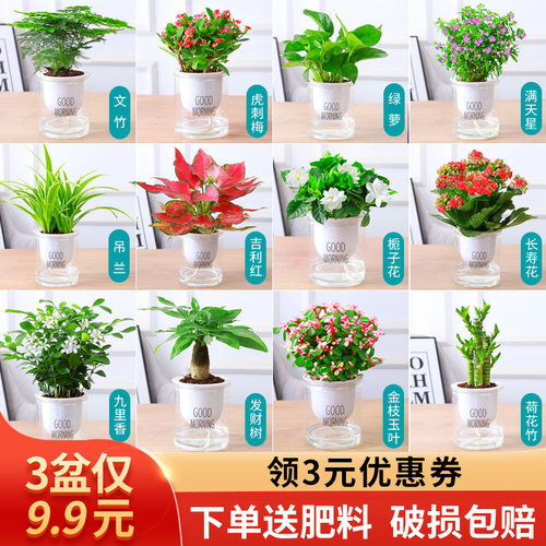 绿萝水培绿植物盆栽室内发财树富贵竹文绿箩薄荷多肉花卉四季好养 - 图1