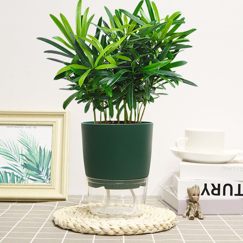 罗汉松花卉盆栽绿植米叶造型盆景室内办公水培好养四季常青耐寒旱,淘宝优惠券,粉丝福利购,淘宝优惠卷