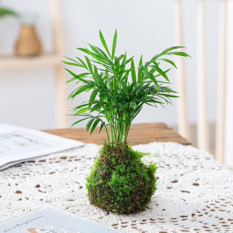 苔藓球小盆栽水培植物茶几桌面盆景迷你小盆栽办公室内文竹菖蒲,淘宝优惠券,粉丝福利购,淘宝优惠卷