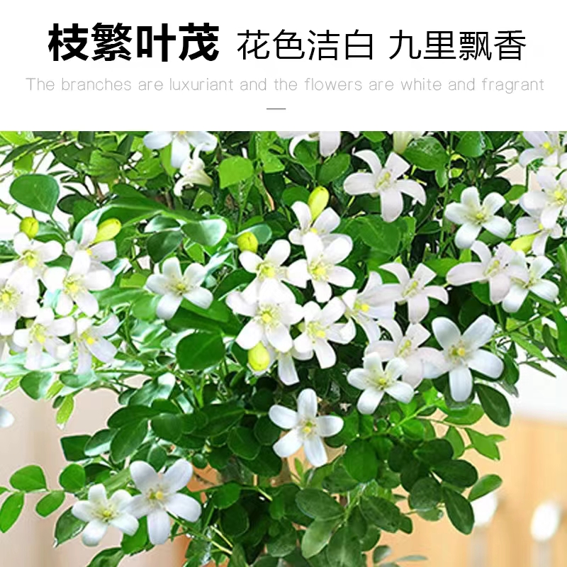 九里香水培植物盆栽四季开花卉七里香千里眼树苗老桩室内绿植易活 - 图0