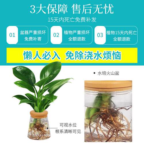 水培植物办公室内桌面花卉绿植盆栽绿萝金钻发财树文竹四季好养活 - 图3
