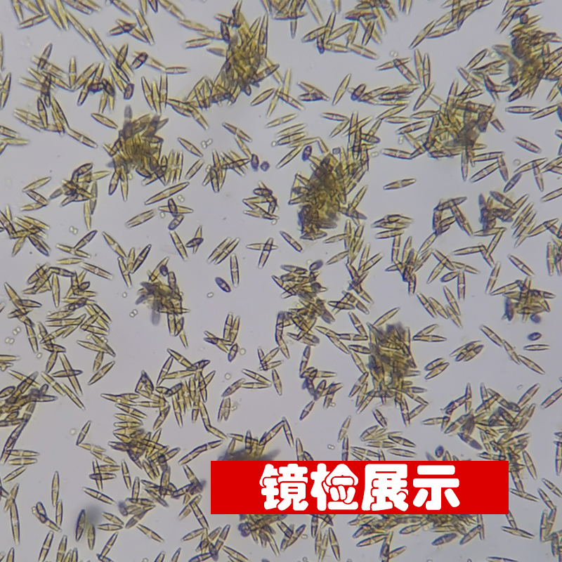 硅藻藻种培藻开口饵料水产养殖立体产氧低温肥水降解氨氮稳定水质 - 图2