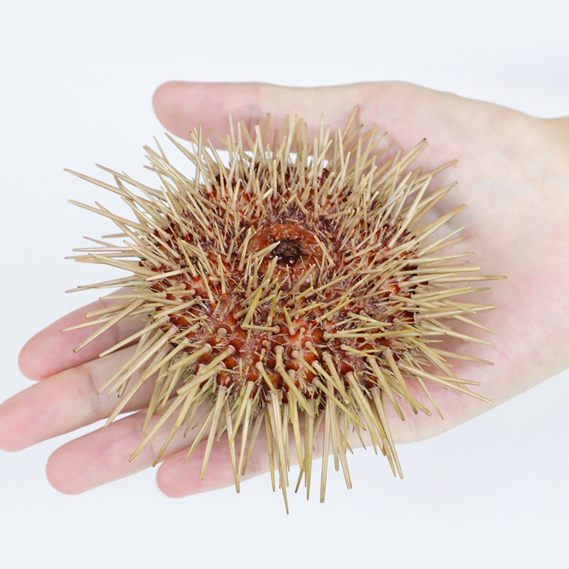 大连黄海胆小平岛鲜活500g即食食材料海胆刺身新鲜生鲜海鲜活鲜,淘宝优惠券,粉丝福利购,淘宝优惠卷