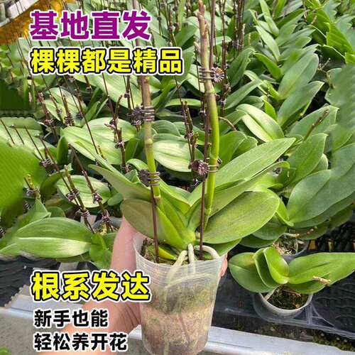 蝴蝶兰盆栽带花剑特大号大苗花卉绿植室内植物多季开花好养鲜花盆 - 图3
