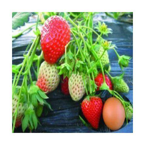 四季草莓苗盆栽特大食用奶油章姬丹东99草莓苗当年结果南北方种植 - 图2