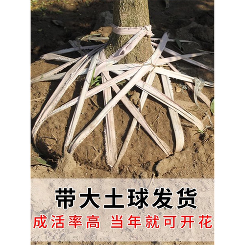 桂花树苗盆栽丹桂四季桂天香嫁接八月金桂庭院室内阳台日香桂开花 - 图3