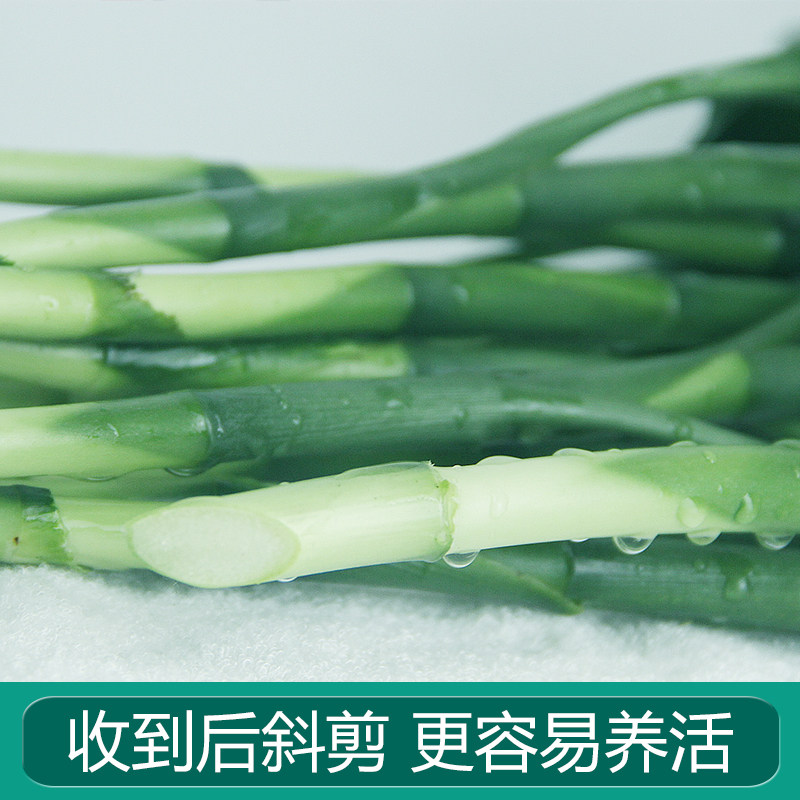 富贵竹水培植物客厅招发财竹子节节高绿萝绿植盆栽花卉植物室内花,淘宝优惠券,粉丝福利购,淘宝优惠卷