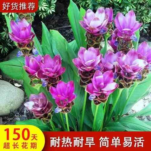 【150天超长花期】泰国姜荷花郁金香种球多年生庭院花卉盆栽易活 - 图1
