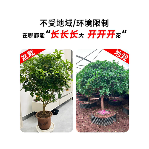 桂花树苗盆栽丹桂四季桂天香嫁接八月金桂庭院室内阳台日香桂开花 - 图1