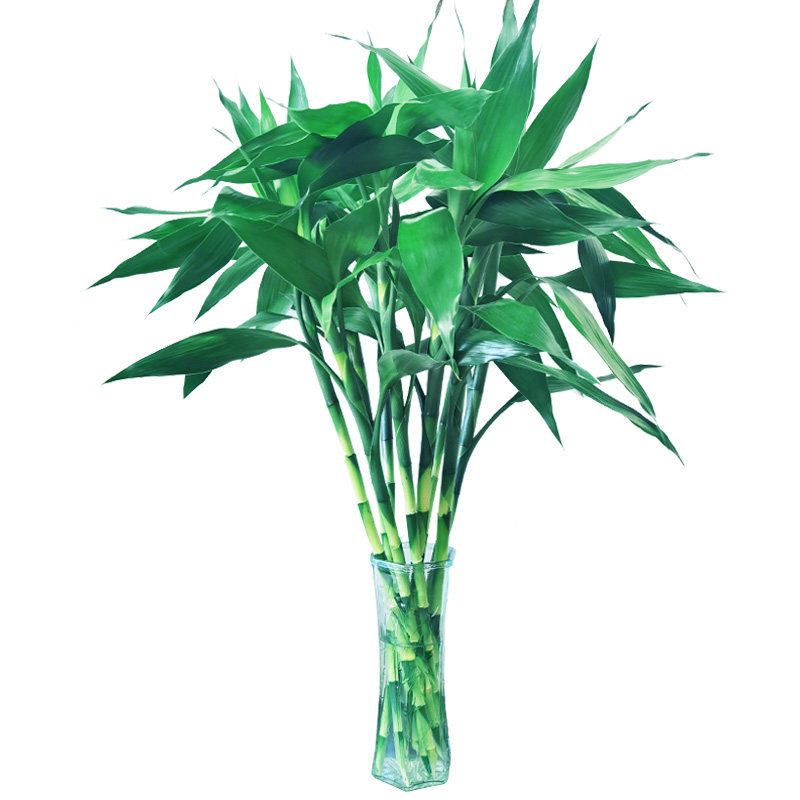 富贵竹水培植物客厅招发财竹子节节高绿萝绿植盆栽花卉植物室内花,淘宝优惠券,粉丝福利购,淘宝优惠卷
