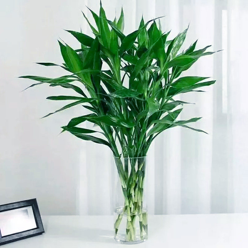 富贵竹水培植物客厅招发财竹子节节高绿萝绿植盆栽花卉植物室内花,淘宝优惠券,粉丝福利购,淘宝优惠卷