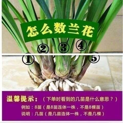 浓香型兰花苗盆栽大花蕙兰墨兰建兰春兰室内阳台客厅四季花卉绿植 - 图1