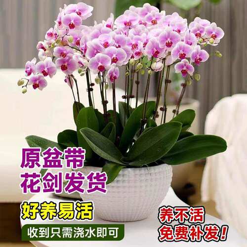 蝴蝶兰盆栽带花剑特大号大苗花卉绿植室内植物多季开花好养鲜花盆 - 图2