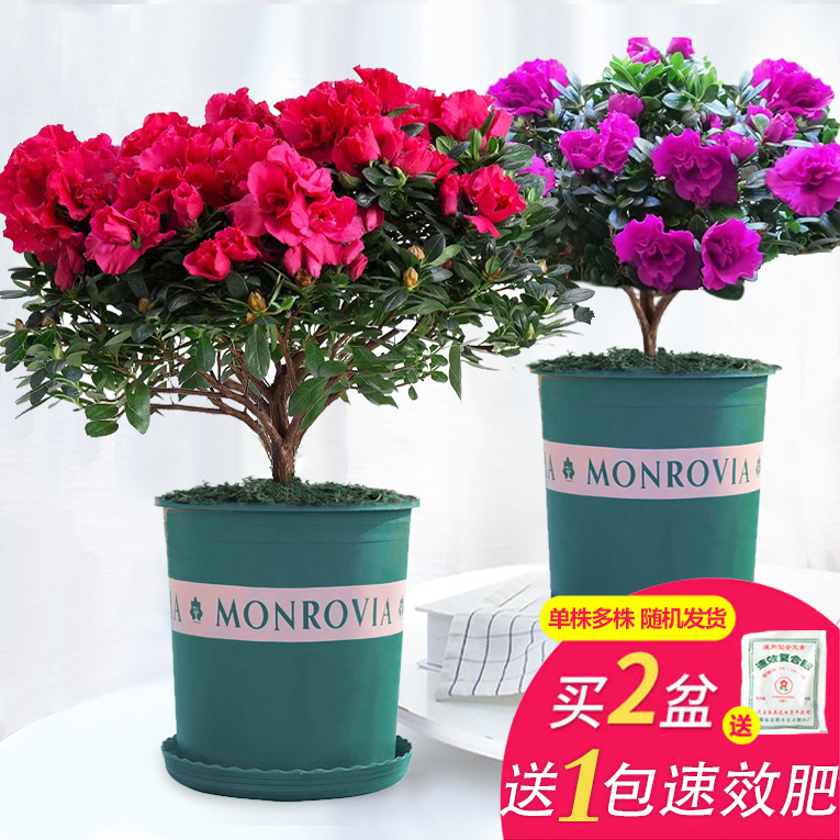 两盆杜鹃花盆栽带花苞庭院植物室内花卉四季开花映山红花苗绿植 - 图1