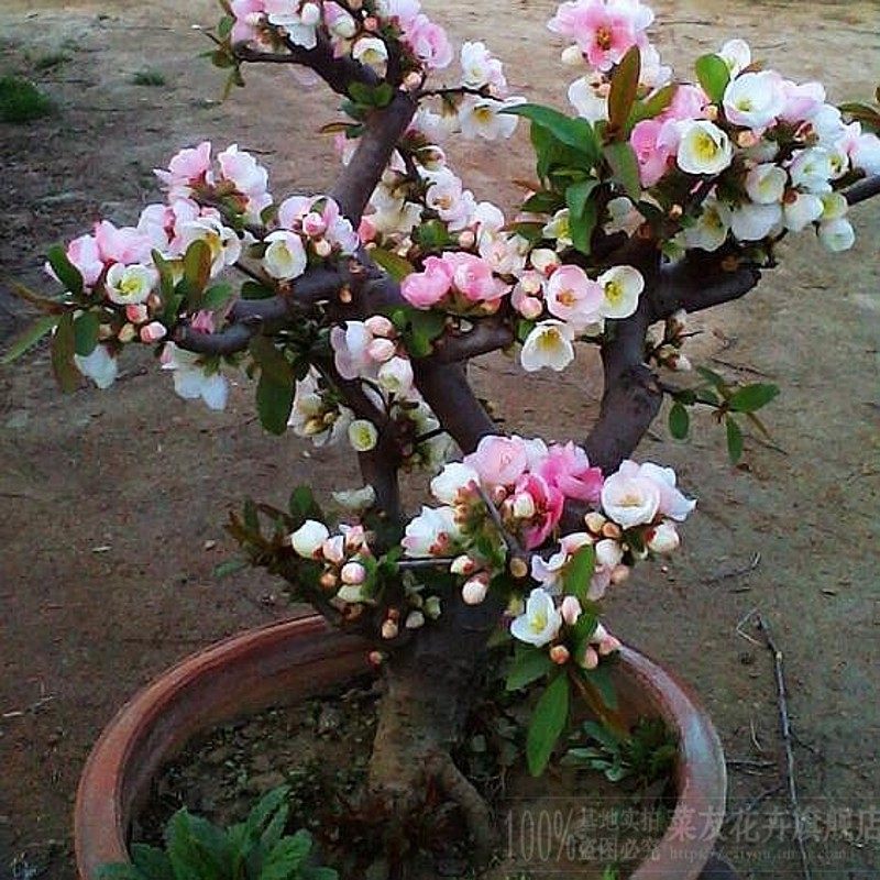 重瓣海棠花树苗盆栽盆景老桩花卉绿植物室内四季开花阳台包邮,淘宝优惠券,粉丝福利购,淘宝优惠卷