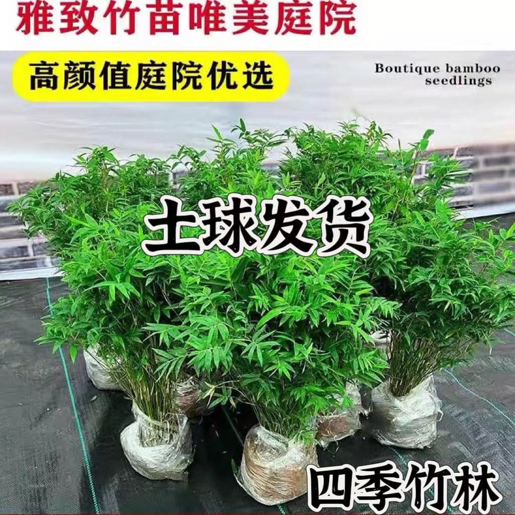 米竹盆栽丛生凤尾竹庭院植物阳台水培绿植观音竹好养盆景青竹子苗,淘宝优惠券,粉丝福利购,淘宝优惠卷